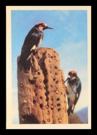 57PB Acorn Woodpecker